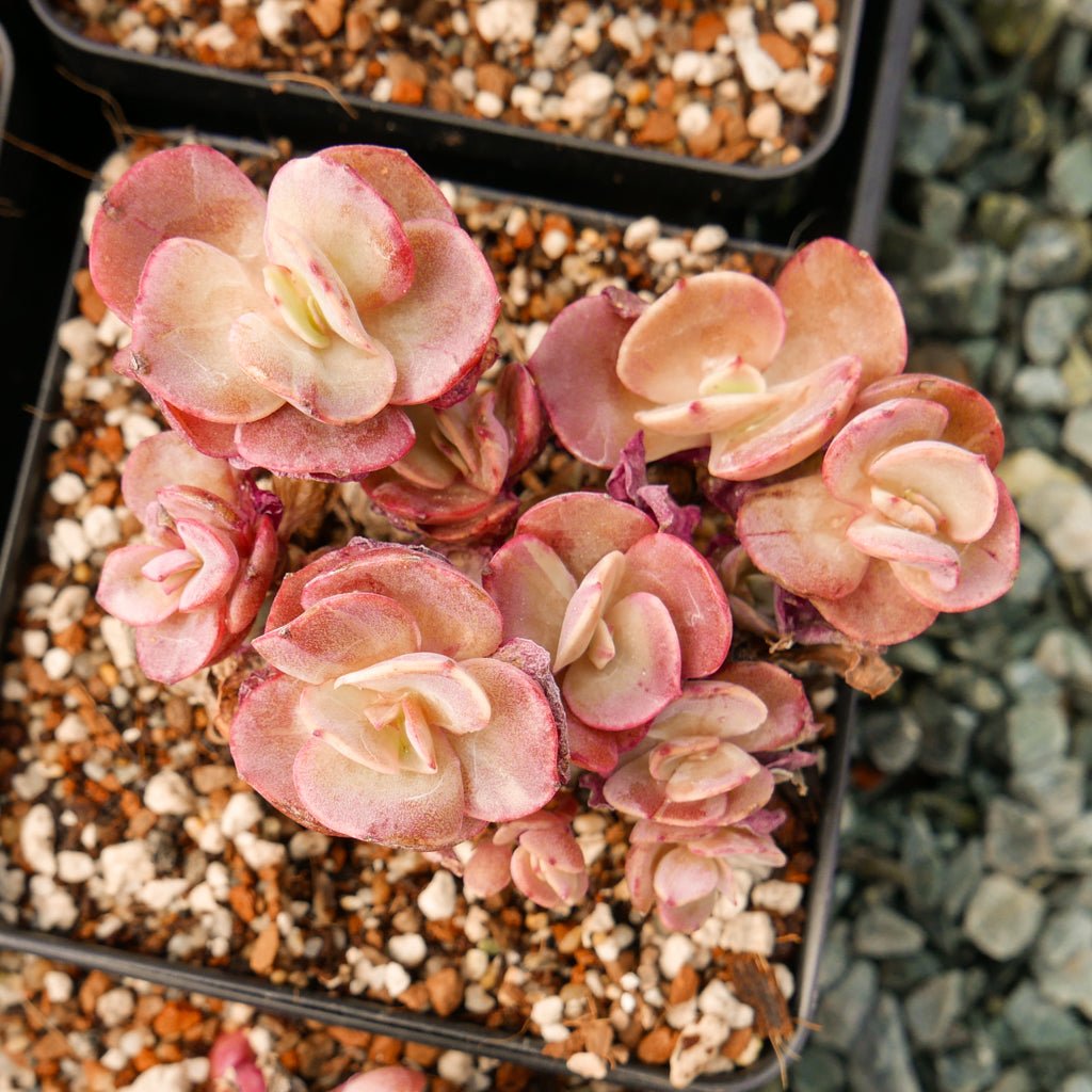 Echeveria 'Suyon' - Vivid Root