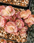 Echeveria 'Suyon' - Vivid Root