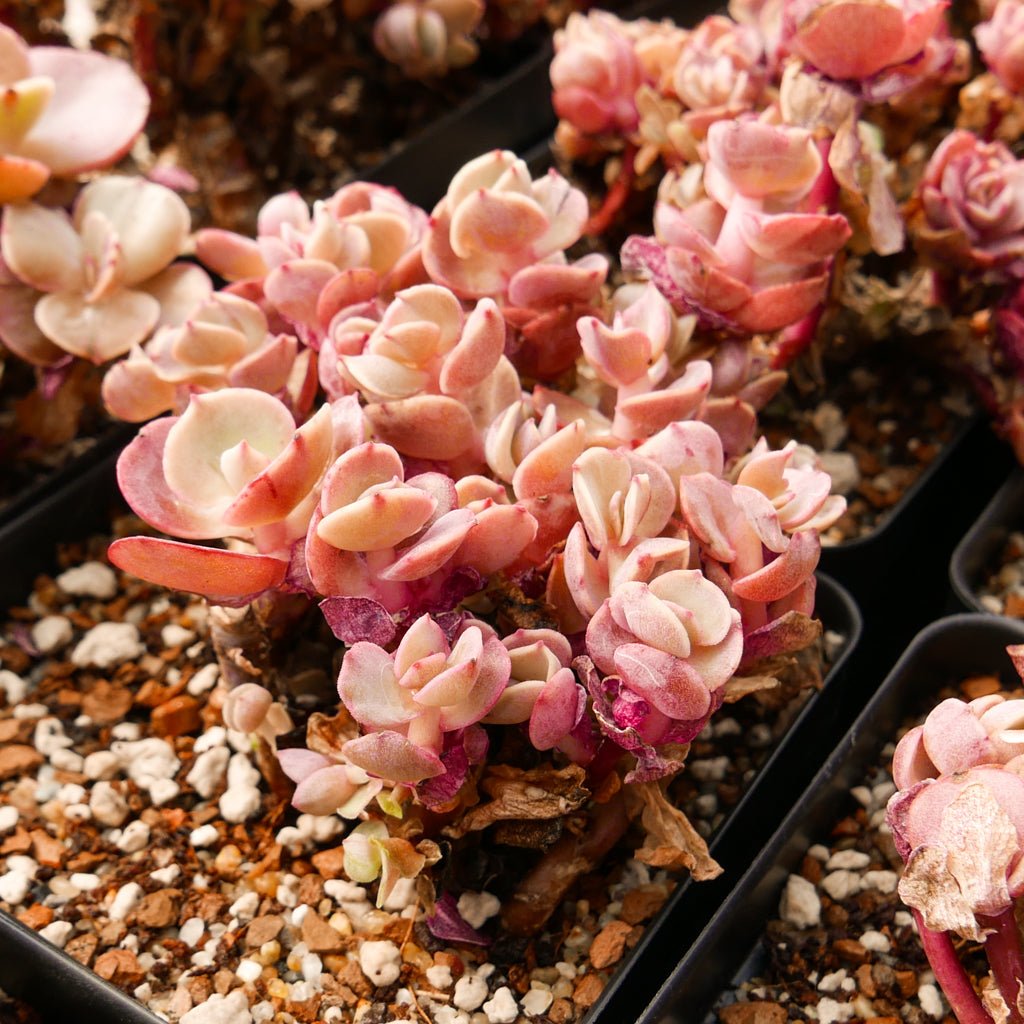Echeveria 'Suyon' - Vivid Root