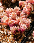 Echeveria 'Suyon' - Vivid Root