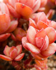 Echeveria 'Suyon' - Vivid Root