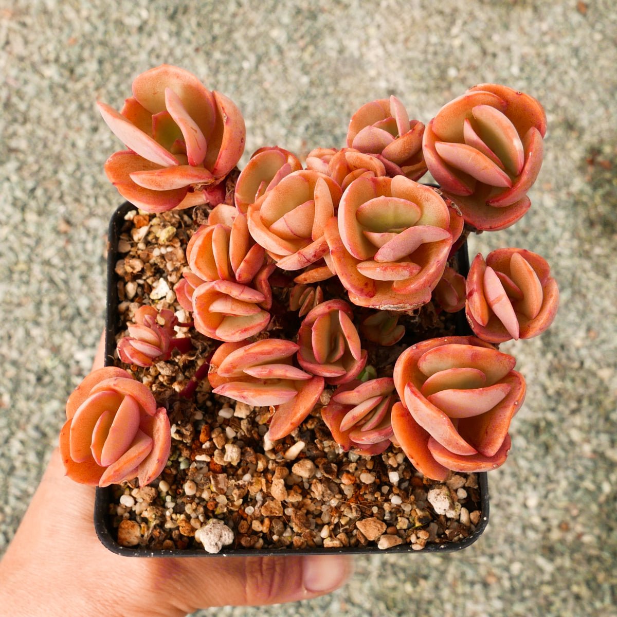 Echeveria 'Suyon' - Vivid Root