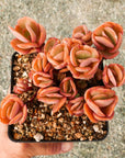 Echeveria 'Suyon' - Vivid Root
