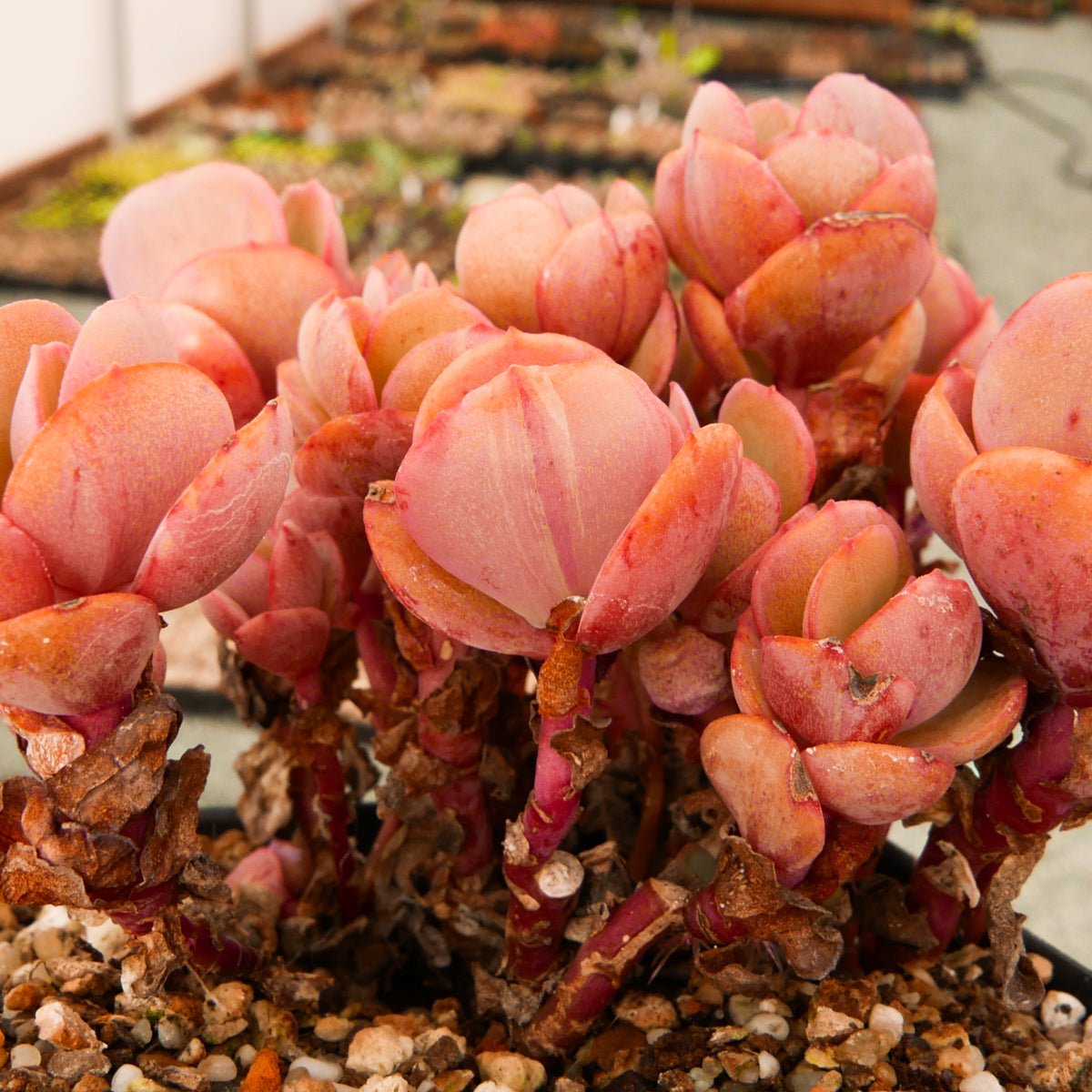 Echeveria 'Suyon' - Vivid Root
