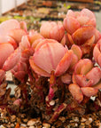 Echeveria 'Suyon' - Vivid Root