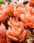 Echeveria 'Suyon' - Vivid Root