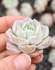 Echeveria 'White Ocean' - Vivid Root