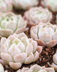 Echeveria 'White Ocean' - Vivid Root