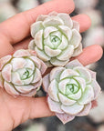 Echeveria 'White Ocean' - Vivid Root