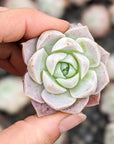 Echeveria 'White Ocean' - Vivid Root