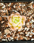 Echeveria 'White Ocean' - Vivid Root