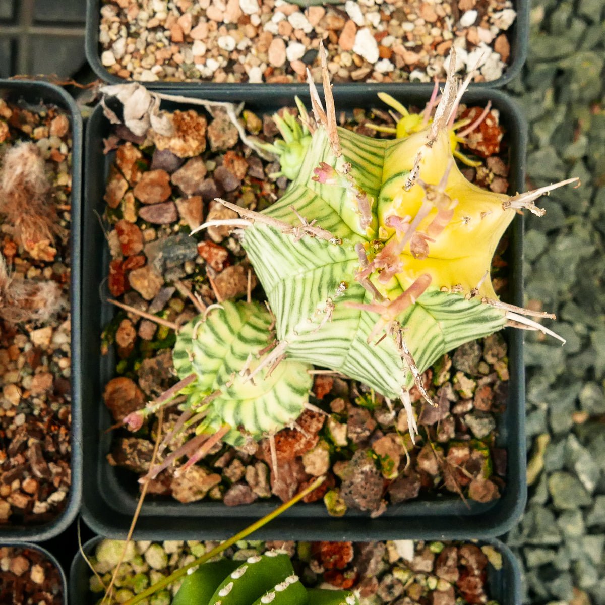 Euphorbia meloformis variegated - Vivid Root