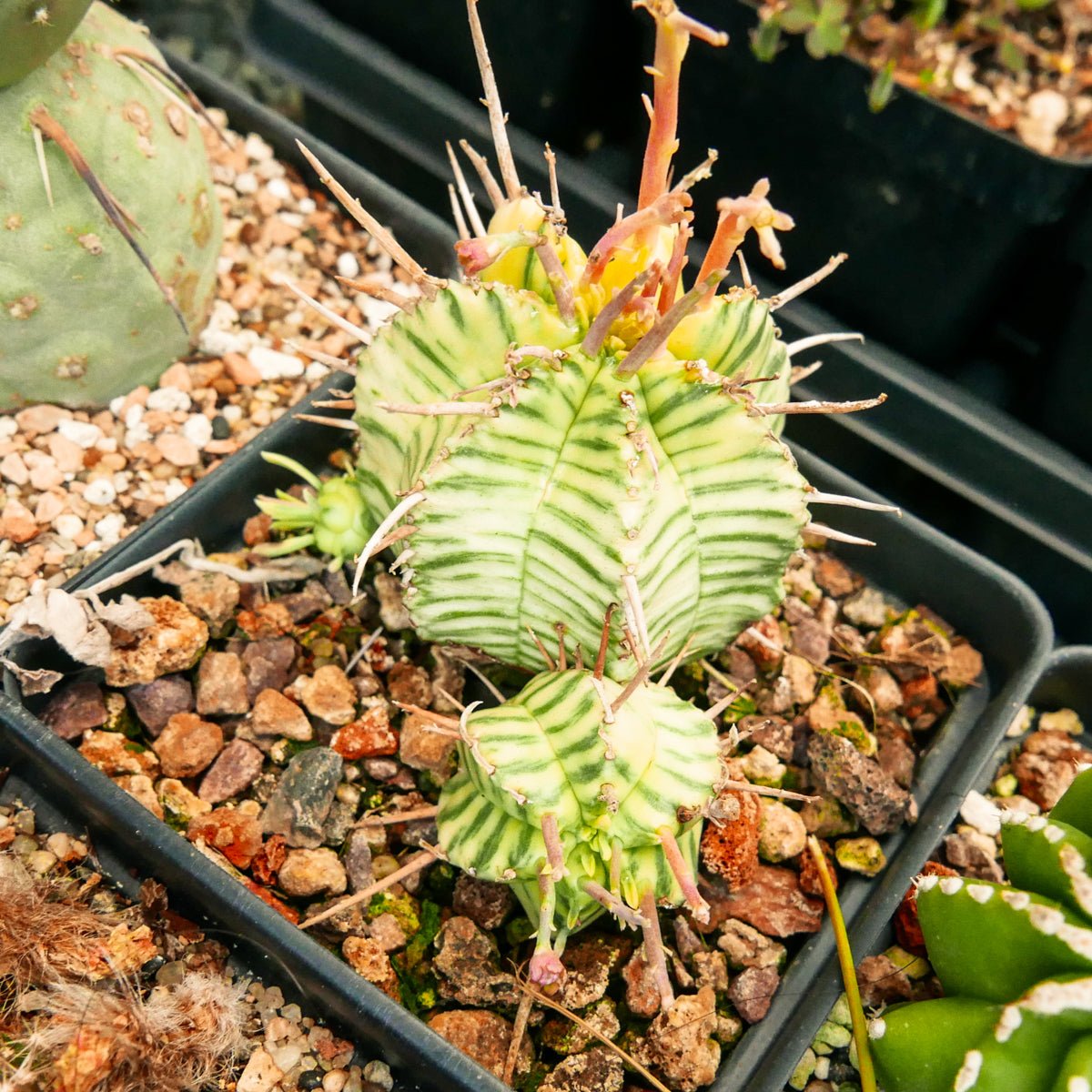 Euphorbia meloformis variegated - Vivid Root
