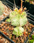 Euphorbia meloformis variegated - Vivid Root