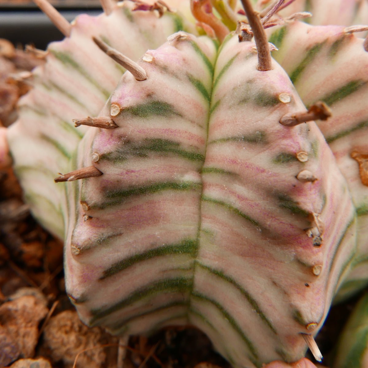 Euphorbia meloformis variegated - Vivid Root