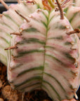 Euphorbia meloformis variegated - Vivid Root