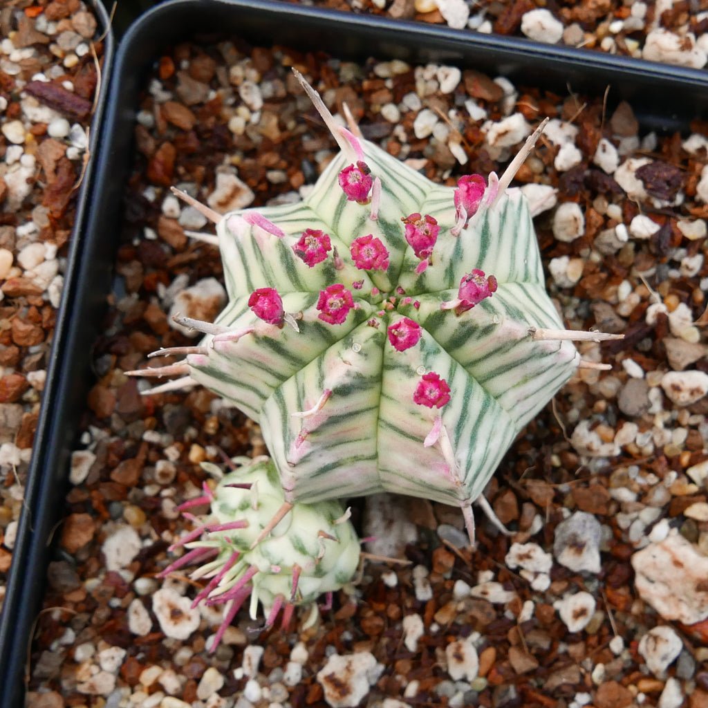 Euphorbia meloformis variegated - Vivid Root