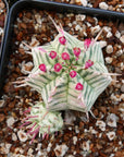 Euphorbia meloformis variegated - Vivid Root