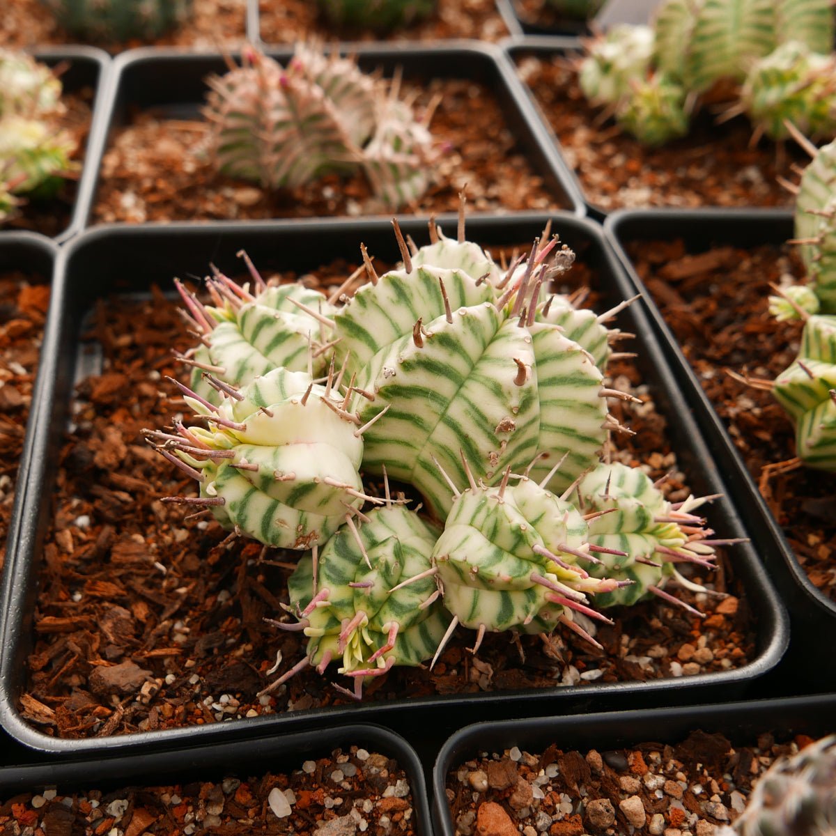 Euphorbia meloformis variegated - Vivid Root