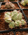 Euphorbia meloformis variegated - Vivid Root