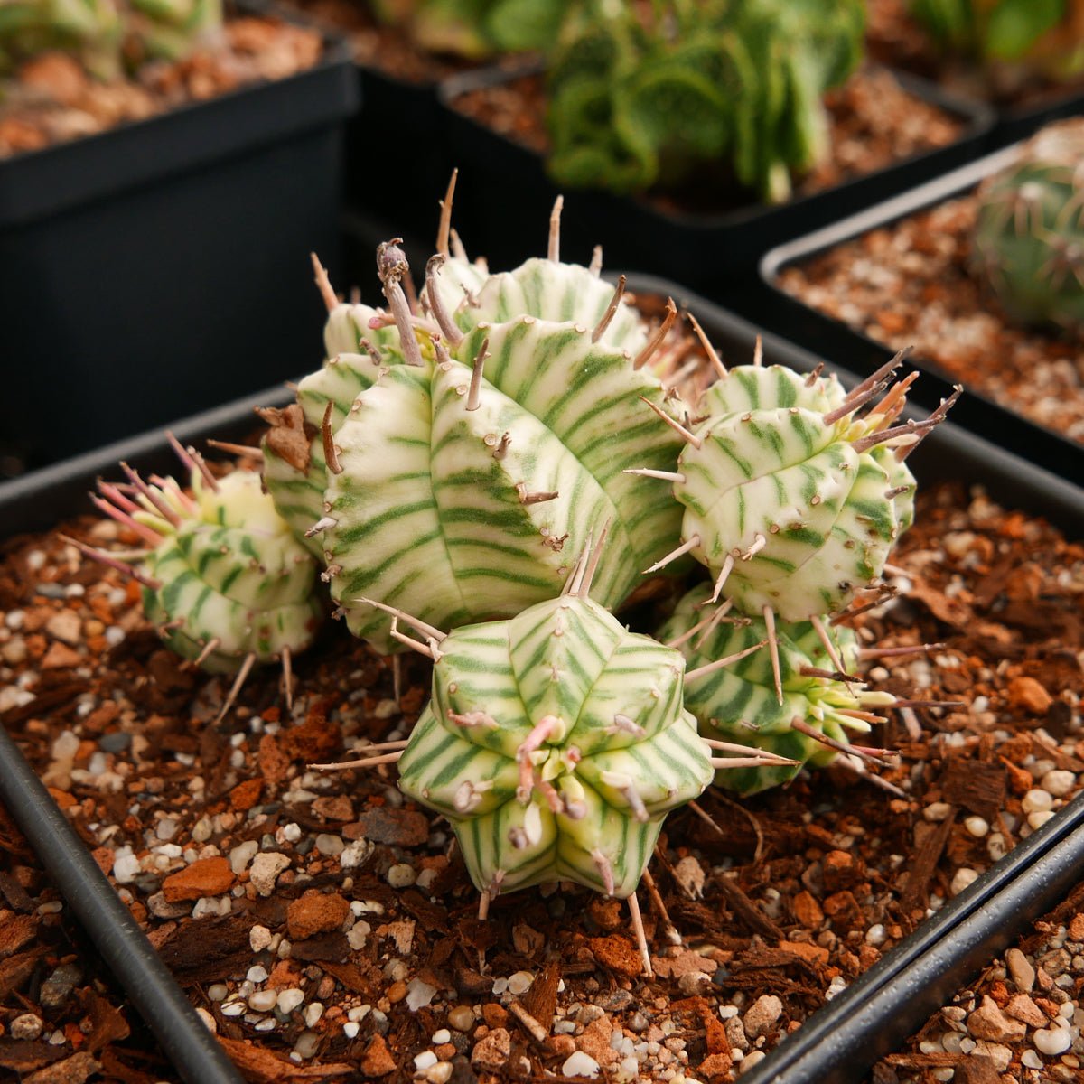 Euphorbia meloformis variegated - Vivid Root