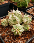 Euphorbia meloformis variegated - Vivid Root