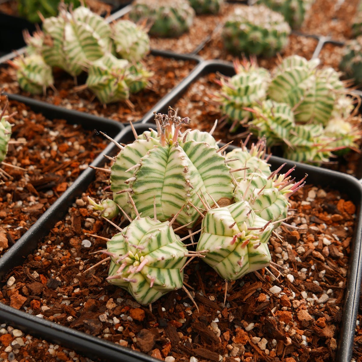 Euphorbia meloformis variegated - Vivid Root