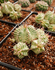 Euphorbia meloformis variegated - Vivid Root