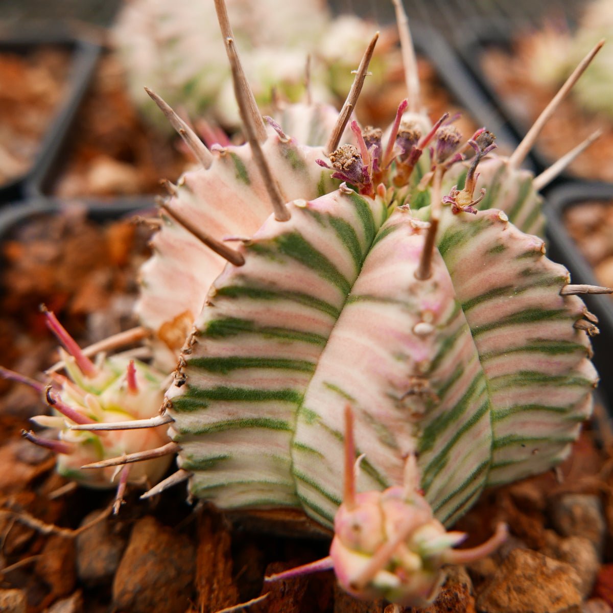 Euphorbia meloformis variegated - Vivid Root