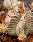 Euphorbia meloformis variegated - Vivid Root