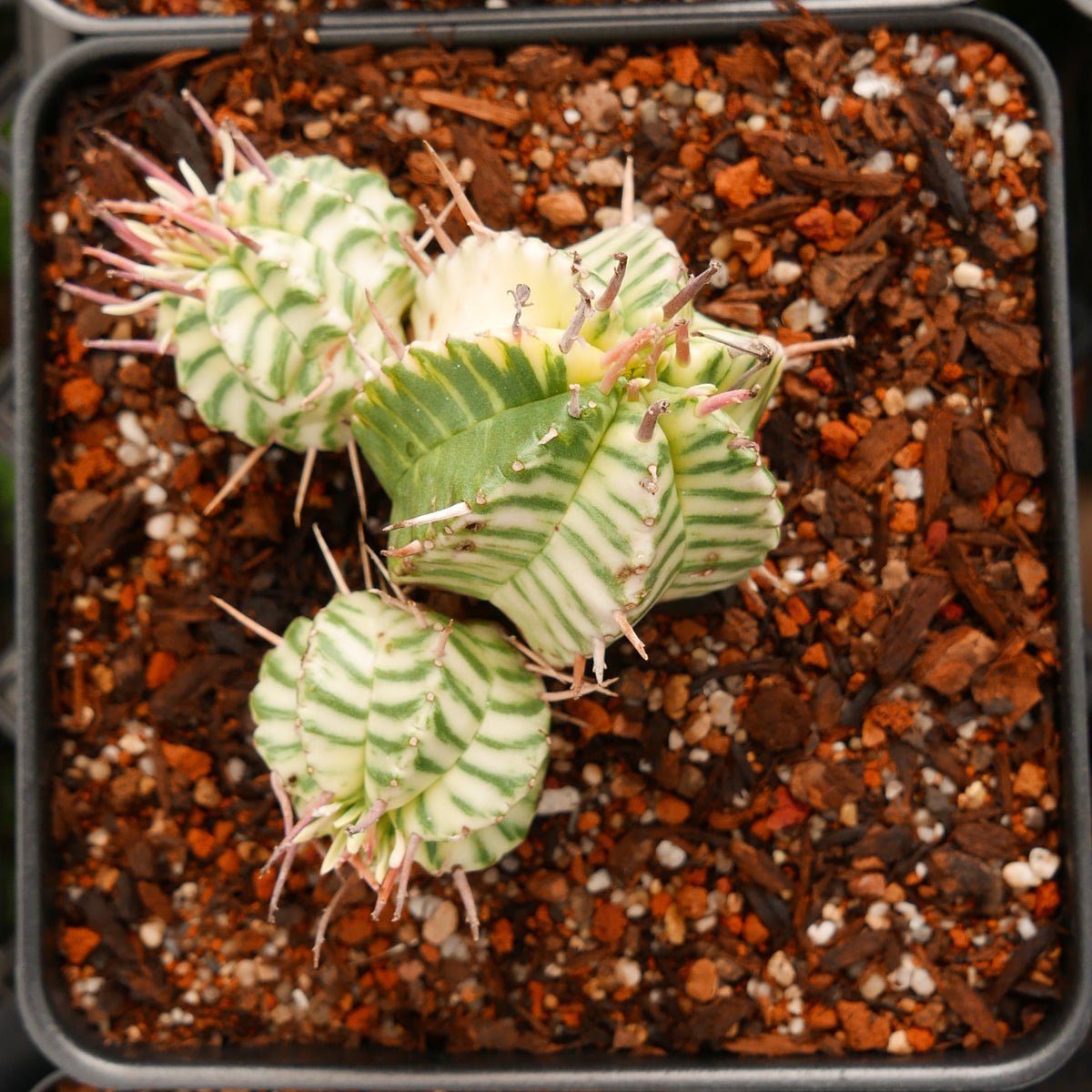 Euphorbia meloformis variegated - Vivid Root