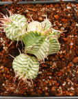 Euphorbia meloformis variegated - Vivid Root