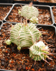 Euphorbia meloformis variegated - Vivid Root