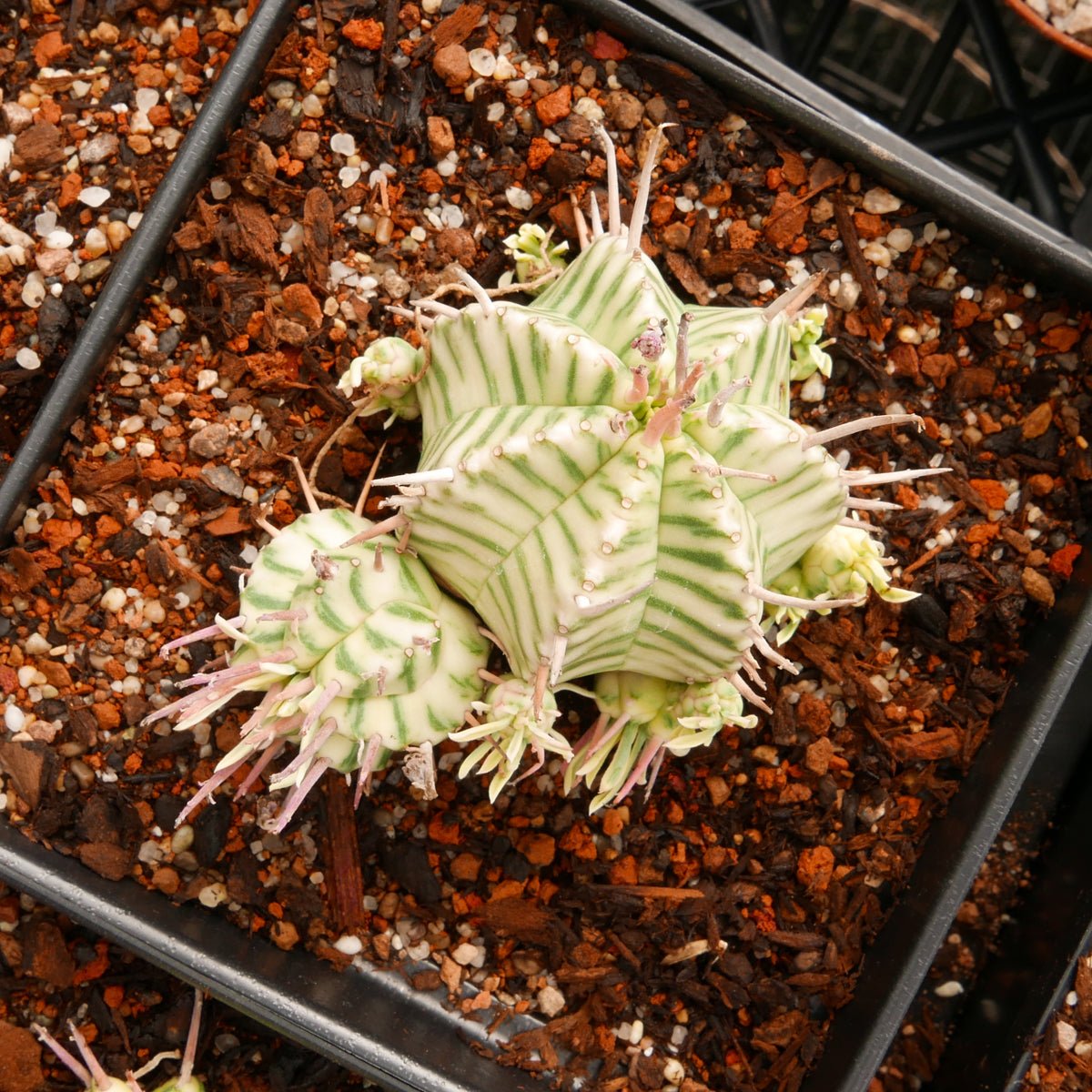 Euphorbia meloformis variegated - Vivid Root