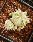 Euphorbia meloformis variegated - Vivid Root