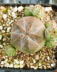 Euphorbia pseudoglobulosa - Vivid Root