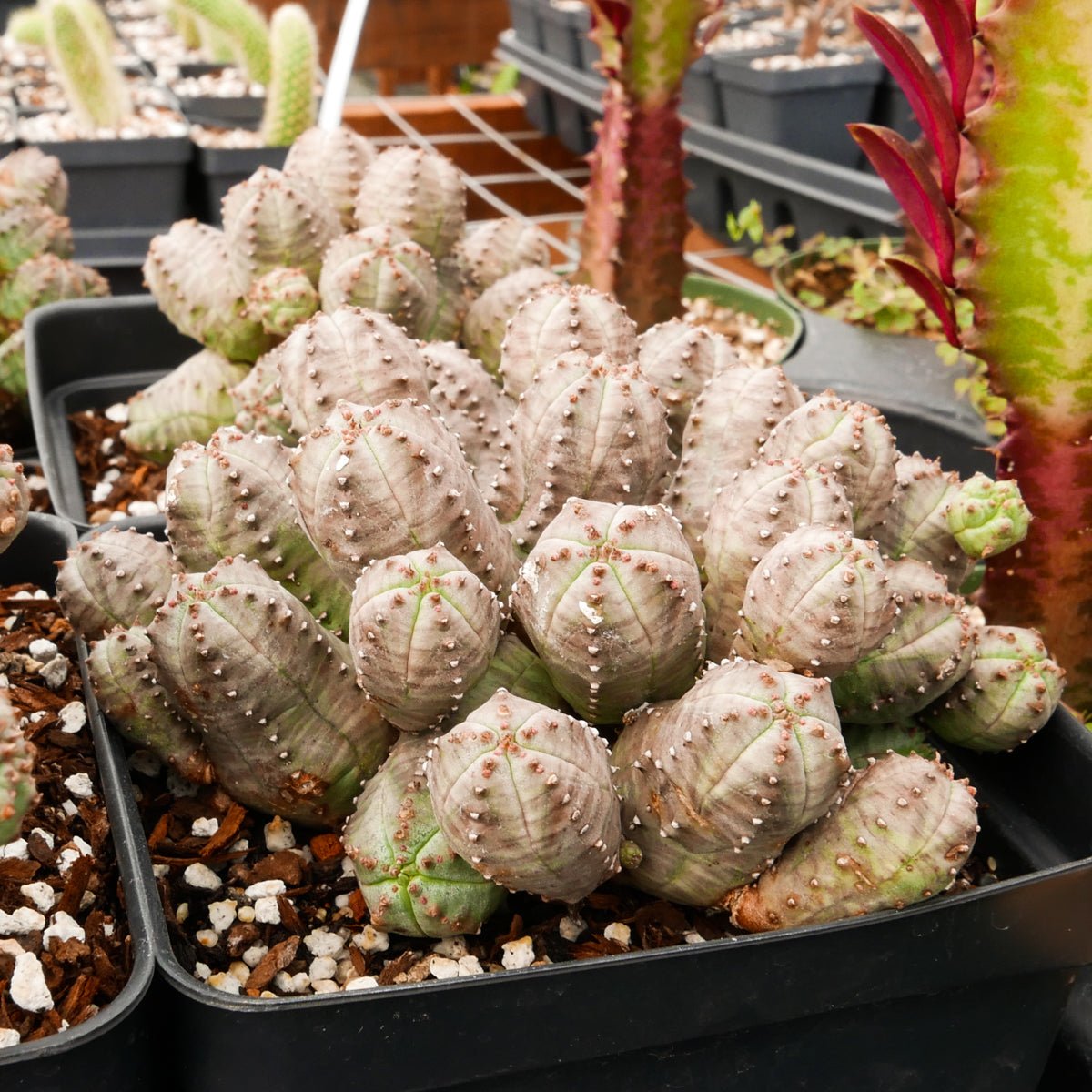Euphorbia pseudoglobulosa - Vivid Root