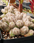 Euphorbia pseudoglobulosa - Vivid Root
