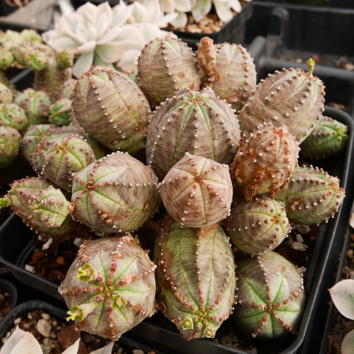 Euphorbia pseudoglobulosa - Vivid Root