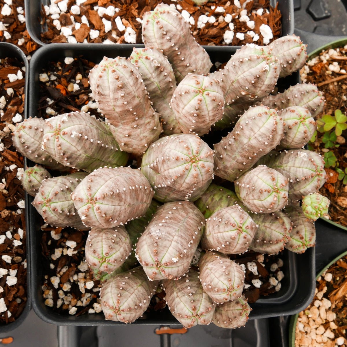 Euphorbia pseudoglobulosa - Vivid Root