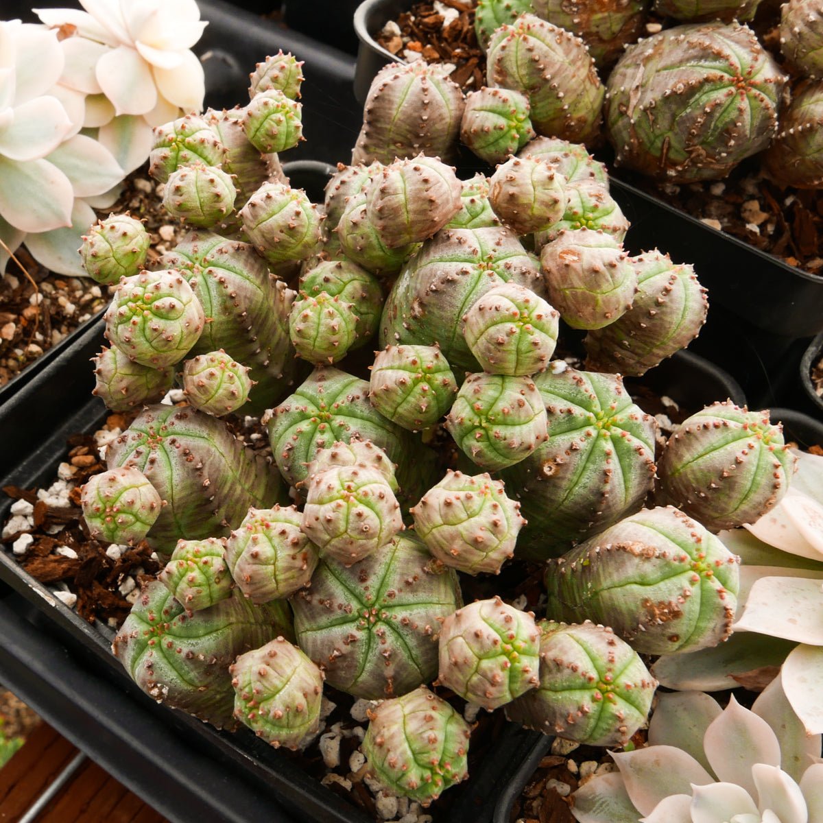 Euphorbia pseudoglobulosa - Vivid Root