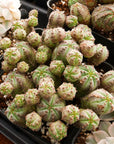 Euphorbia pseudoglobulosa - Vivid Root