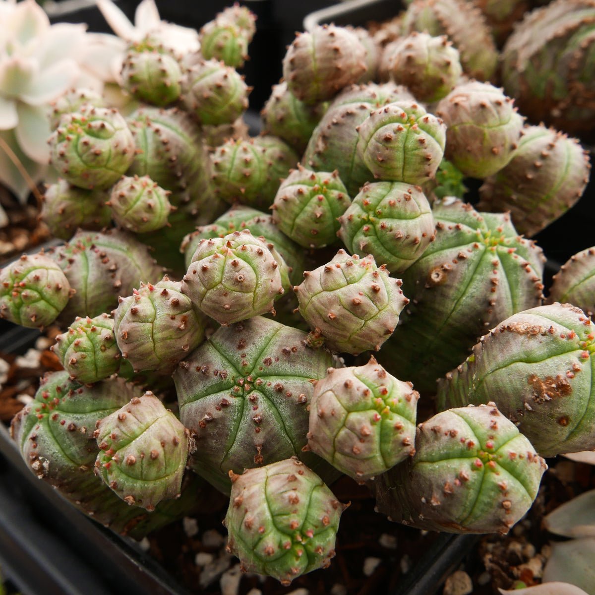 Euphorbia pseudoglobulosa - Vivid Root
