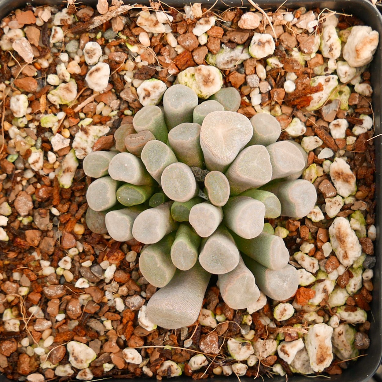 Frithia pulchra - Fairy Elephant's Feet - Vivid Root