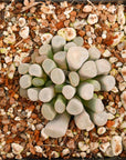Frithia pulchra - Fairy Elephant's Feet - Vivid Root