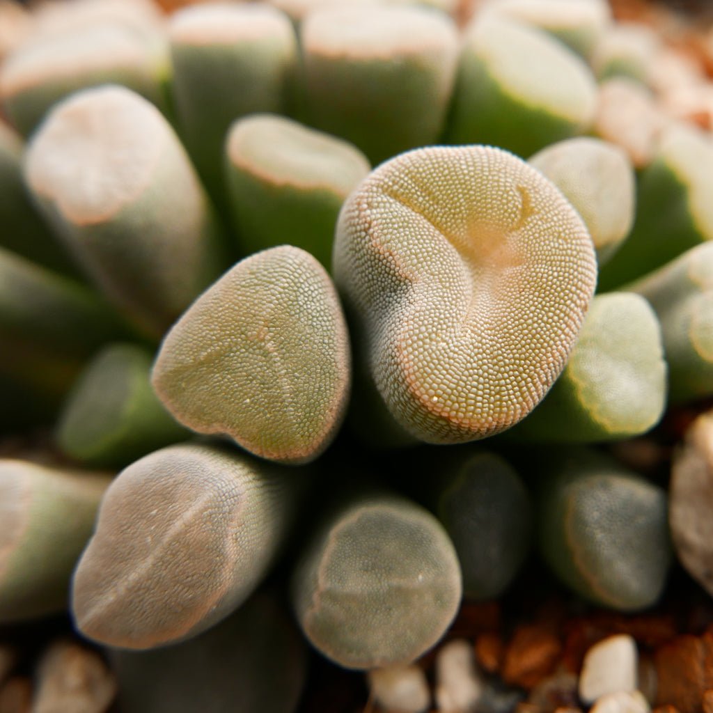 Frithia pulchra - Fairy Elephant's Feet - Vivid Root