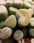 Frithia pulchra - Fairy Elephant's Feet - Vivid Root