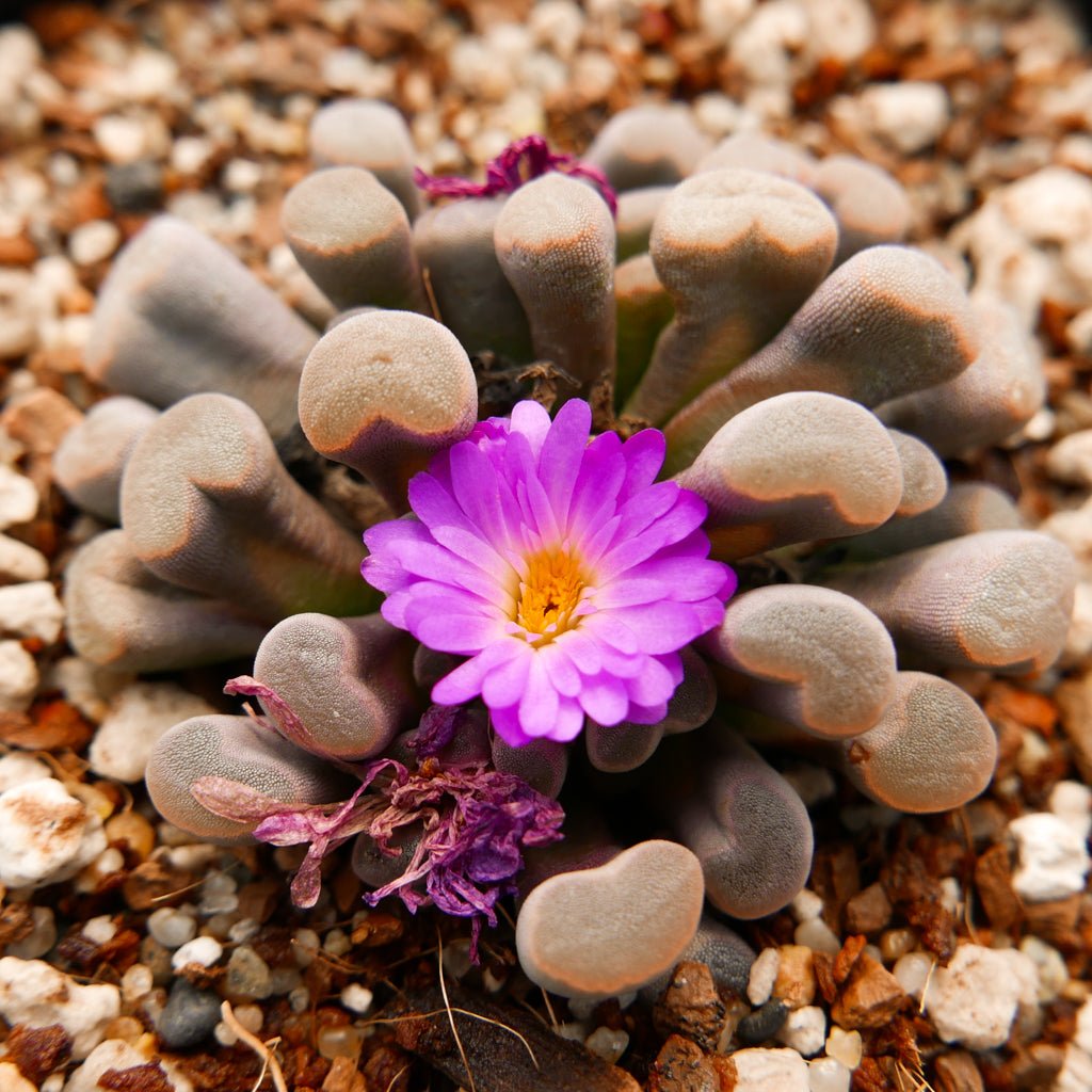 Frithia pulchra - Fairy Elephant's Feet - Vivid Root