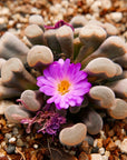 Frithia pulchra - Fairy Elephant's Feet - Vivid Root