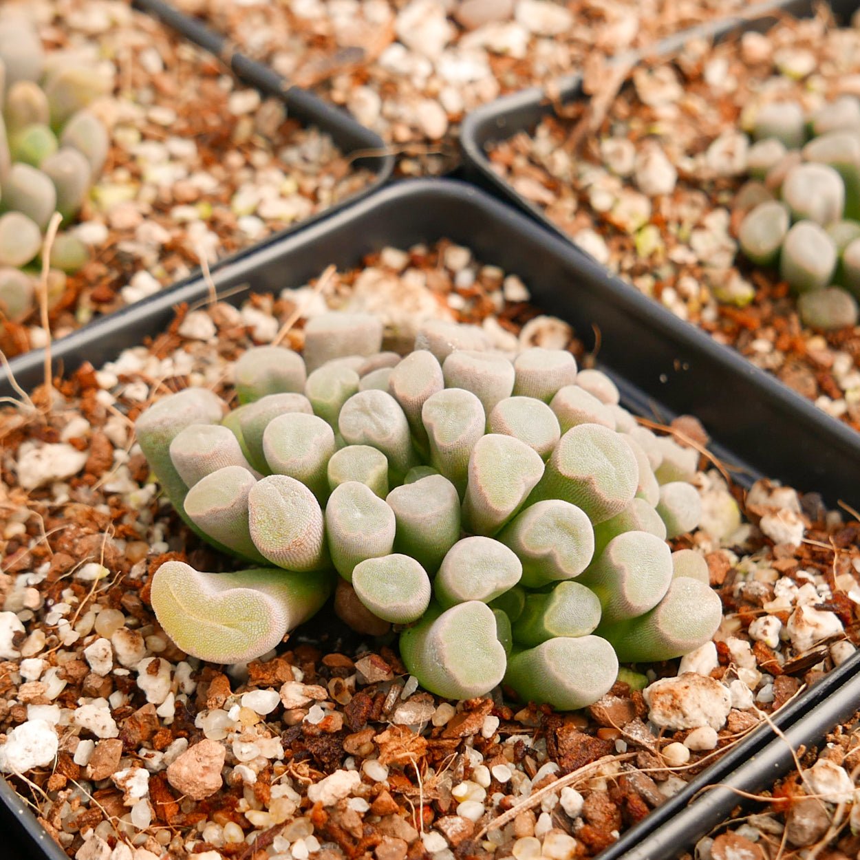 Frithia pulchra - Fairy Elephant's Feet - Vivid Root